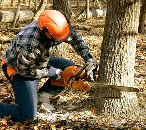 Tree Removal in West Newfield, ME